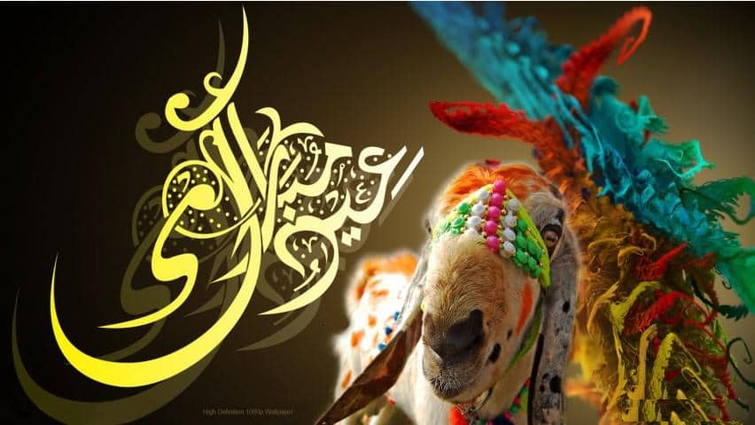 Cute And Beautiful Bakra Eid Cow Wallpapers Free Download Desktop Background