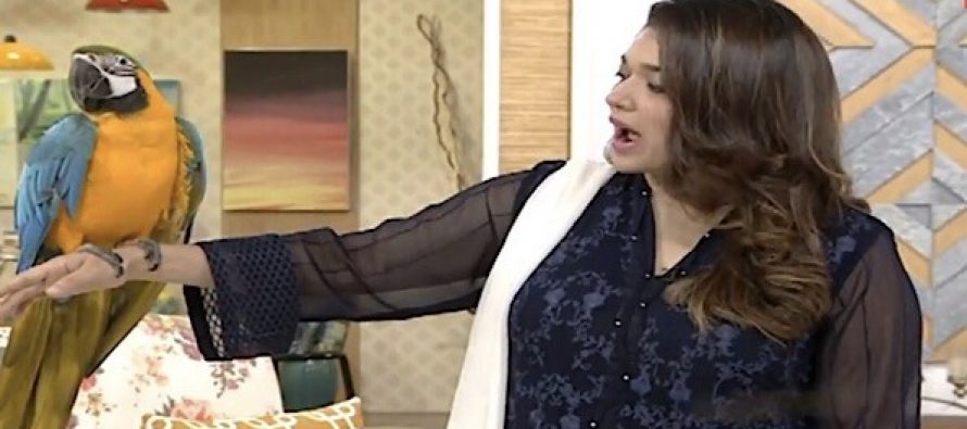 Wildlife Graces The Sets Of Jago Pakistan Jago