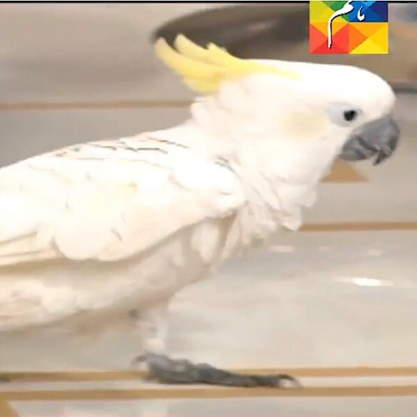 Wildlife Graces The Sets Of Jago Pakistan Jago