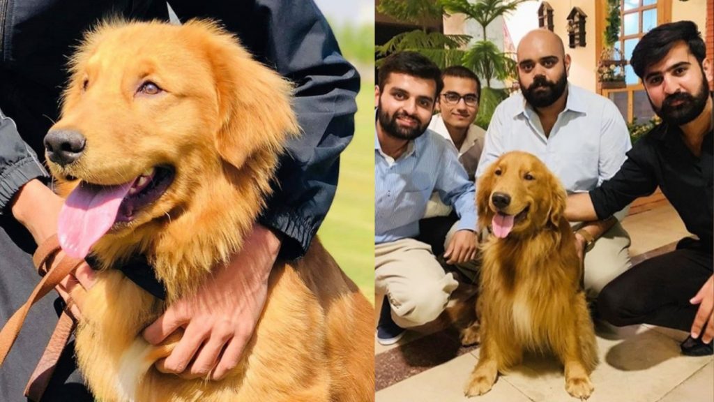 DG ISPR's Pet Zoro Stole The Screen