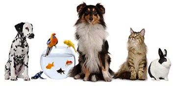 Pets & Animals ,Art & Entertainment,Business,Career & Finance,Esports,Lifestyle,Beauty, Hair, Make Up,Fashion,Health & Fitness,Home, Decor and Garden,Jewelry,Online Shooping,Real Estate,Start Up,Technology,Computer, Electronic & Gadget,Website, Hosting & Domain,Travel,vaccination in animals and pets,Pet show,Siberian Husky,Labrador Retriever,Samoyed,Golden Retriever,American Bobtail, Ringtail