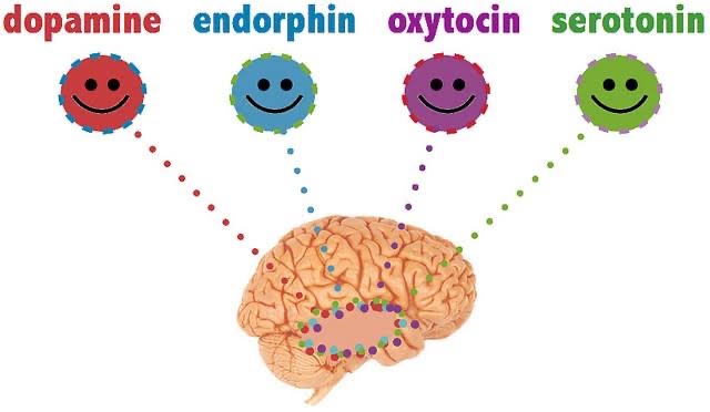 Four hormones which affect our happiness levels