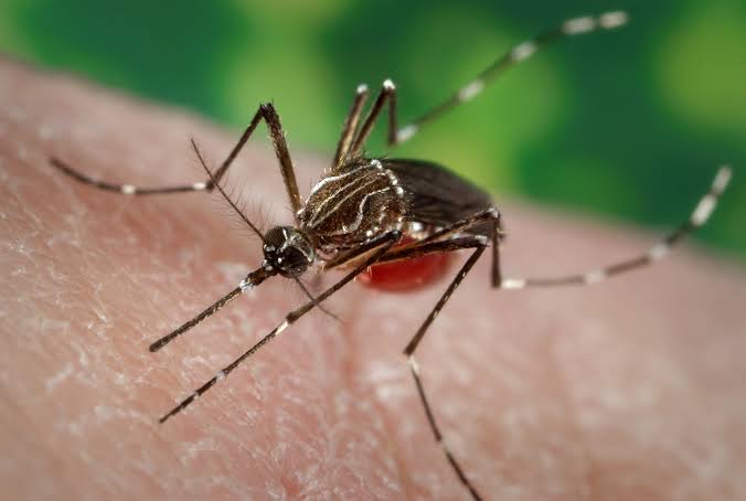 Dengue fever: Causes and home remedies