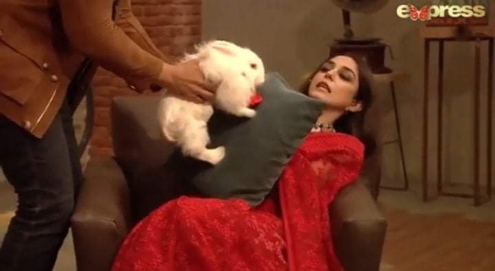 Online Petition To Stop The Use Of Rabbits In Time Out With Ahsan Khan