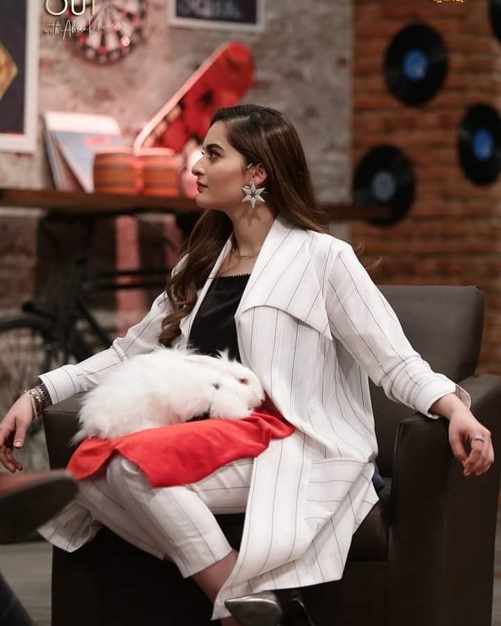 Online Petition To Stop The Use Of Rabbits In Time Out With Ahsan Khan
