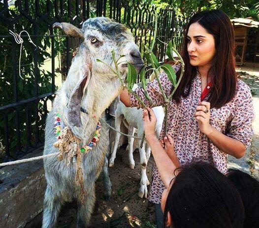 Pakistani Celebrities With Their Sacrificial Animals