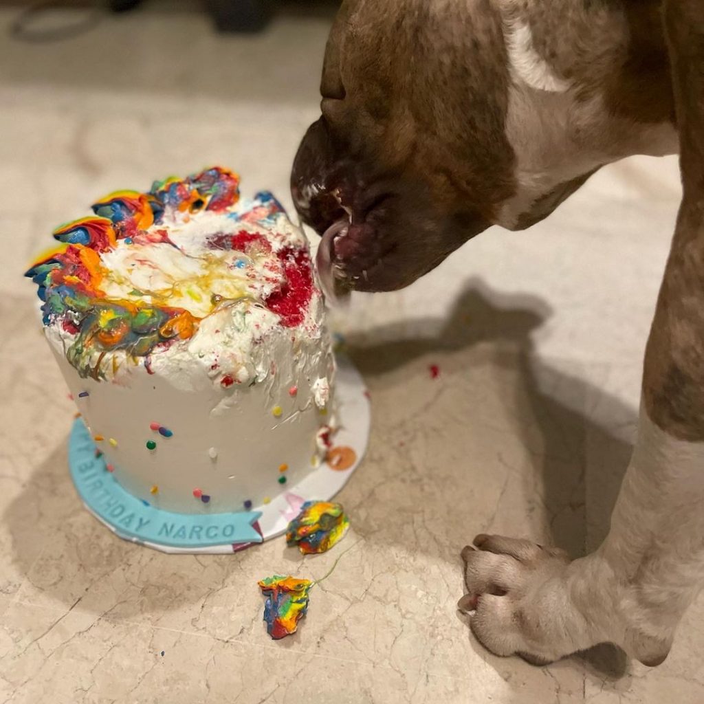 Ushna Shah Celebrating Her Dog's Birthday Got Public's Reproval ...