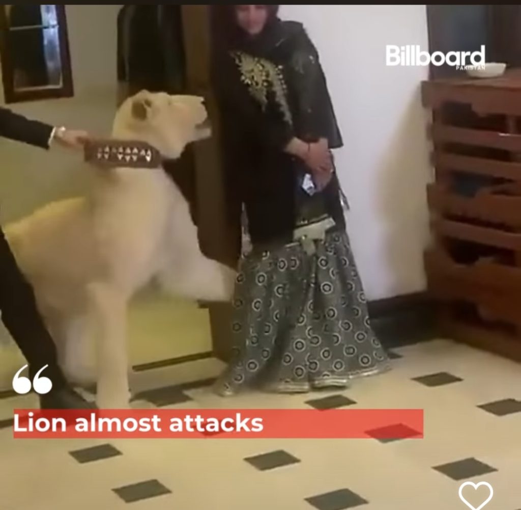 Hareem Shah Escapes Lion Attack