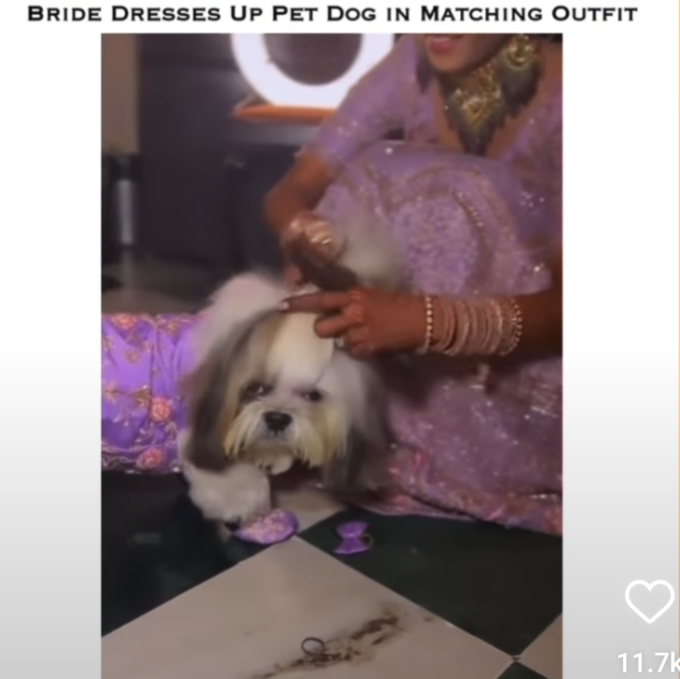 Public Criticism on Bride Twinning With Pet