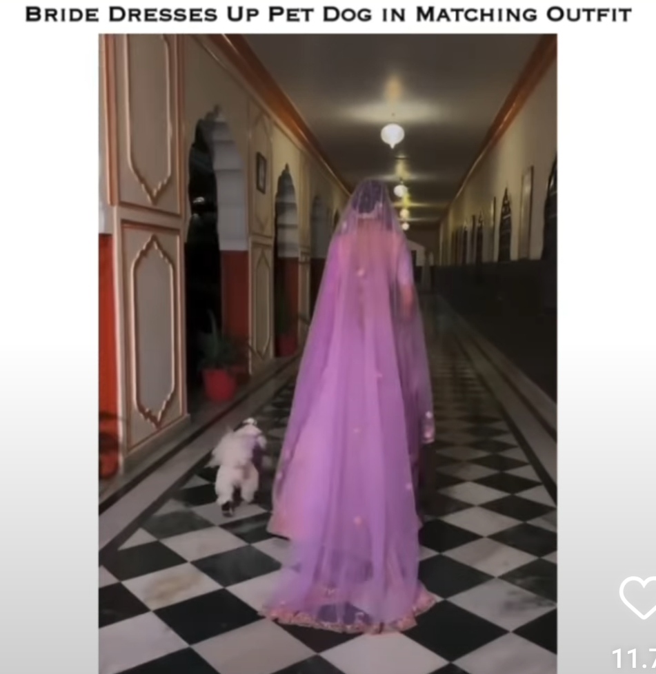 Public Criticism on Bride Twinning With Pet