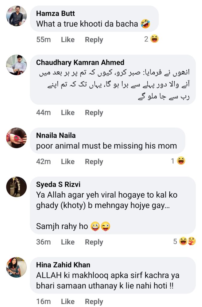 Funny Public Reaction on Azlan Shah Gifting Foal to Wife