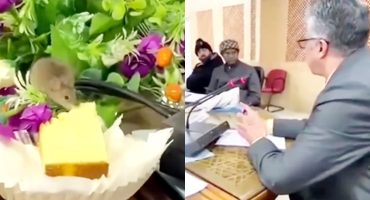 Public Reacts To A Mouse Eating Chief Secretary's Cake During A Meeting