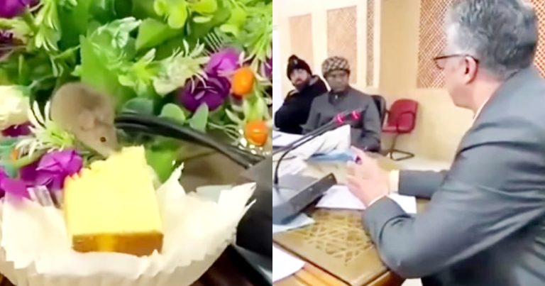 Public Reacts To A Mouse Eating Chief Secretary’s Cake During A Meeting
