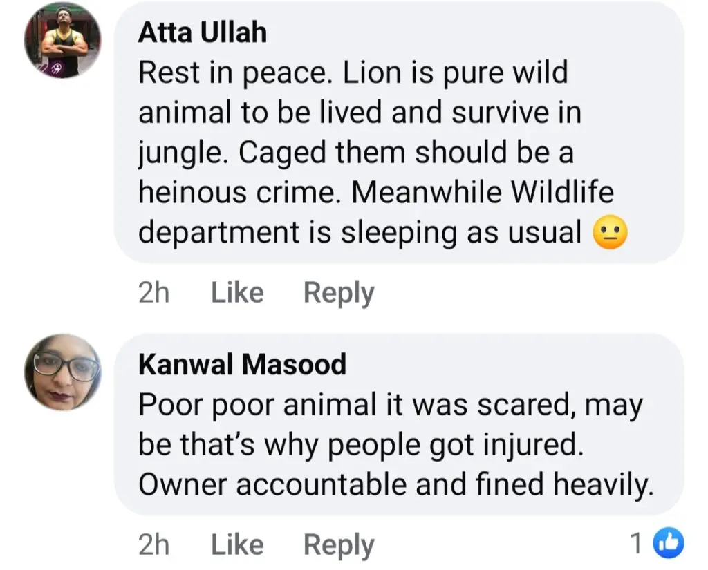 Lion Escapes And Roams Lahore Streets