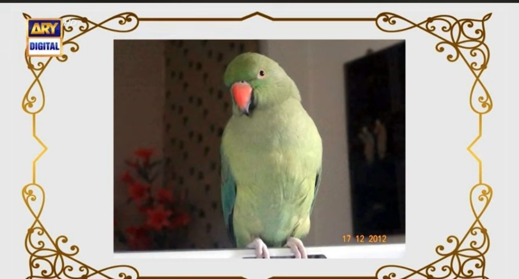 Srha Asghar Shares Her Grief Over Her Parrot’s Death