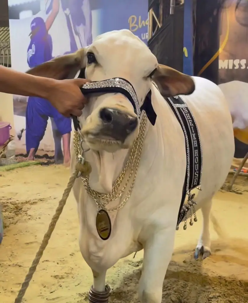 Alizeh Shah’s Take on Qurbani on Eid ul Adha