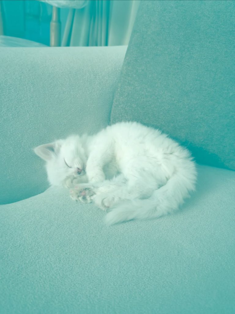 Hania Aamir Names Her Cat Aishwarya – Internet Reacts