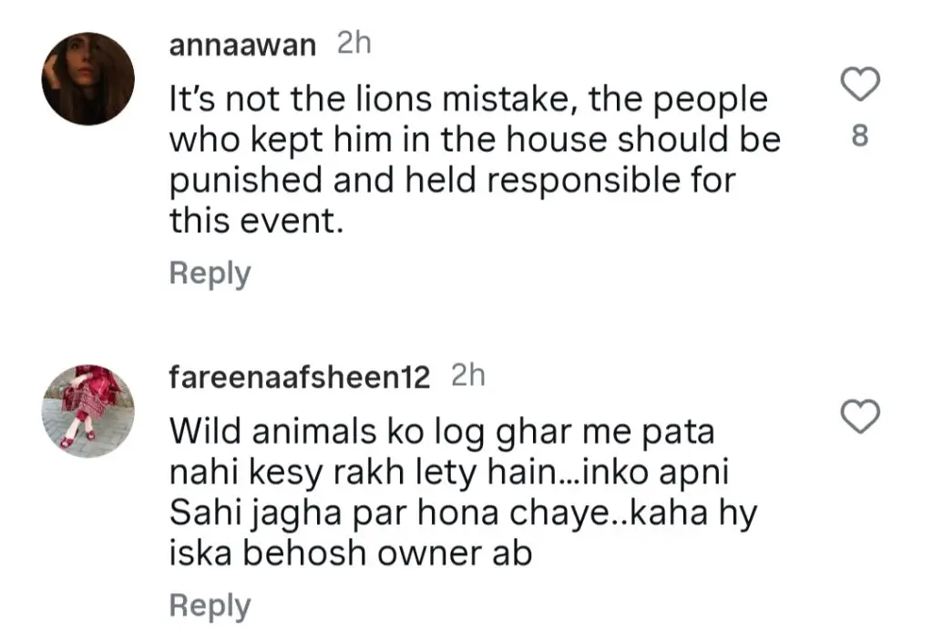 Public Outraged By Pet Lion Attack In Lahore