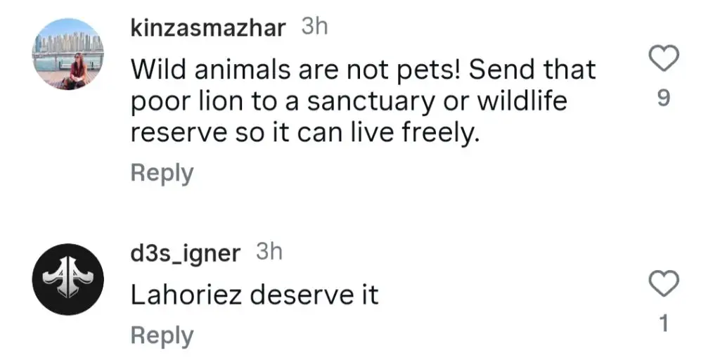 Public Outraged By Pet Lion Attack In Lahore