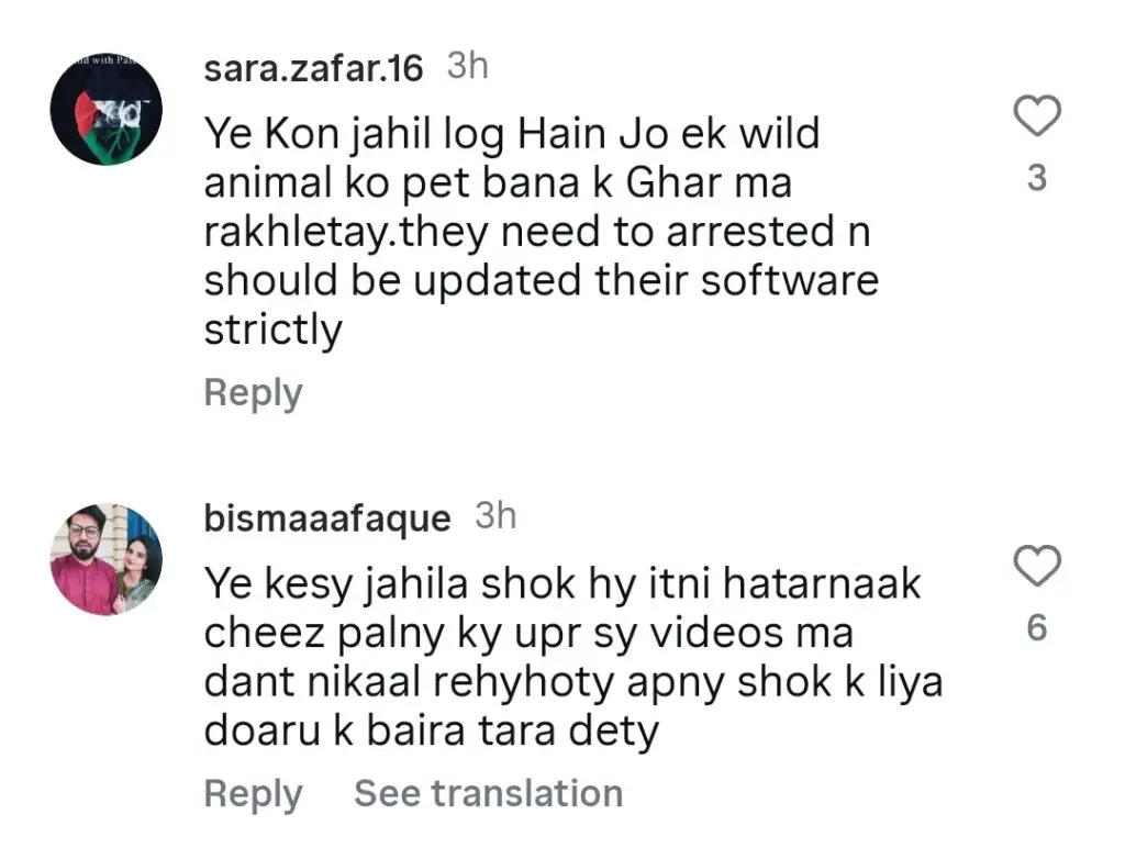 Public Outraged By Pet Lion Attack In Lahore