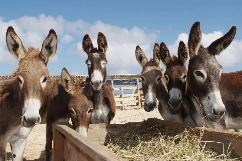 Donkey Meat In Islamabad Elicits Hilarious Reactions