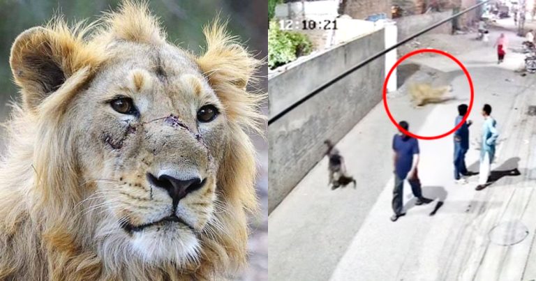 Public Outraged By Pet Lion Attack In Lahore