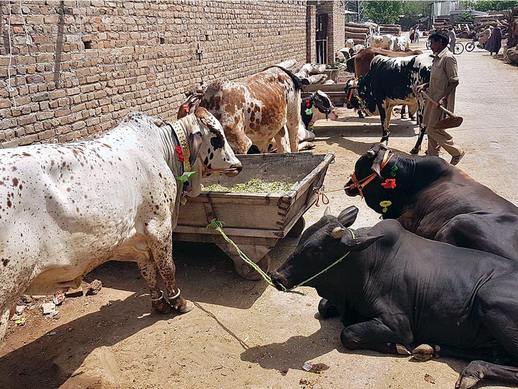 Nadia Khan's Statement On Qurbani Elicits Debate Nadia Khan’s Statement On Qurbani Elicits Debate