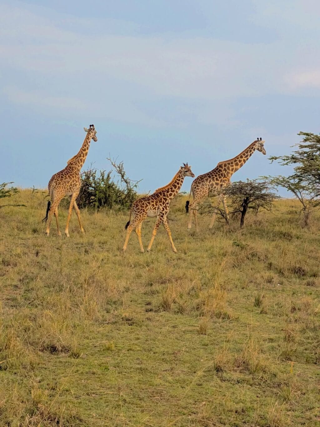 Hadiqa Kiani Vacations In Kenya With Family
