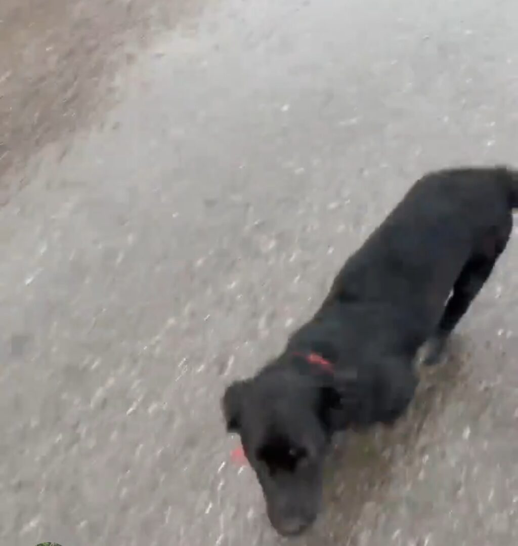 Shahid Afridi’s Missing Dog Sparks Online Debate